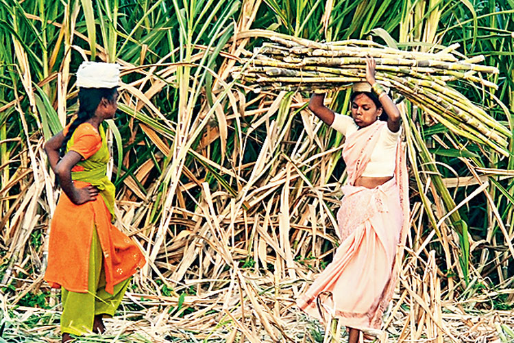 ‘জরায়ুহীন নারীদের গ্রাম’: মহারাষ্ট্রের আখশিল্পের অন্ধকার অধ্যায়