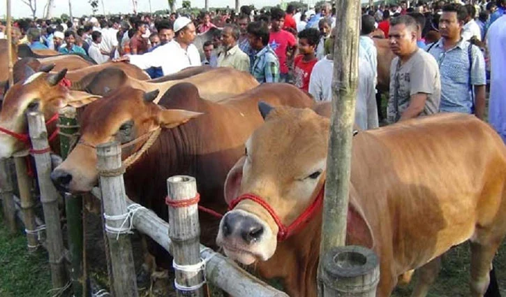 কোরবানির হাট জমে উঠছে, বাড়ছে জালনোট ও অব্যবস্থাপনার শঙ্কা