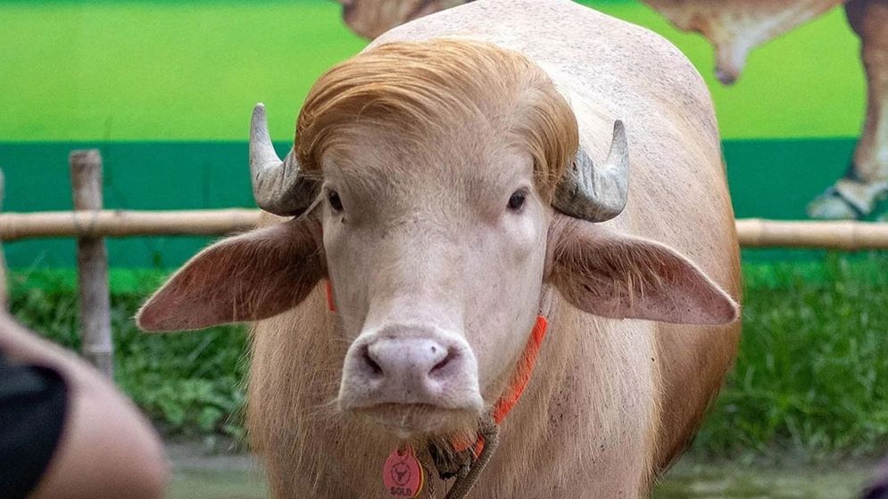 ট্রাম্প, মোদি, নেতানিয়াহু থেকে ‘সুপারস্টার’    কোরবানির হাটে ভাইরাল পশুর দাপট, নারায়ণগঞ্জ–সিরাজগঞ্জে দর্শনার্থীদের ভিড়