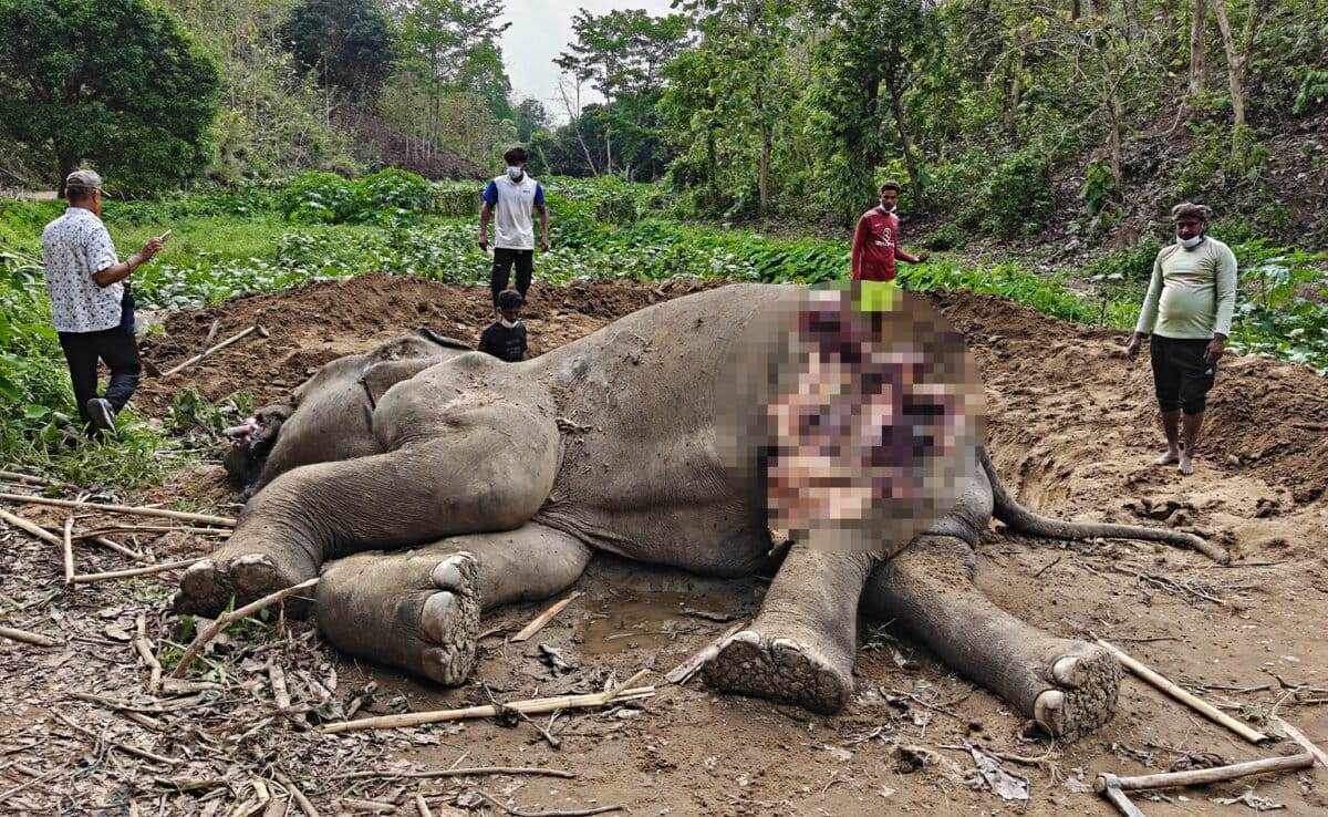 বন্যপ্রাণী নিধন: সংরক্ষণের নামে ব্যর্থতার চূড়ান্ত নমুনা