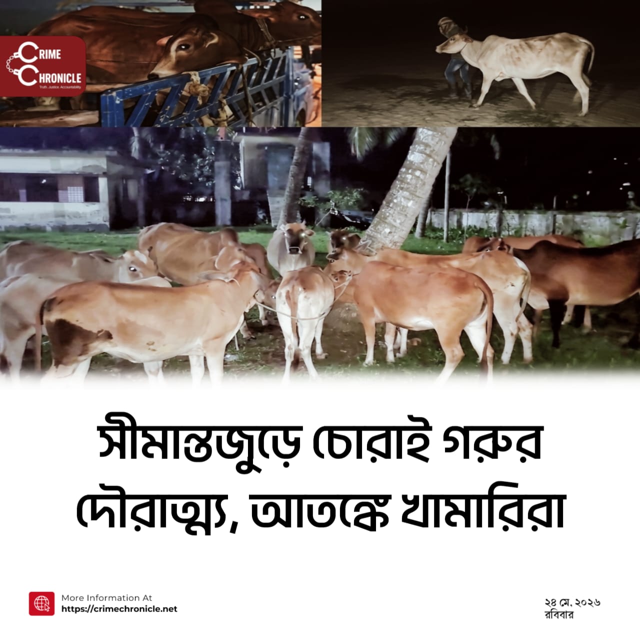 সীমান্তজুড়ে চোরাই গরুর দৌরাত্ম্য, আতঙ্কে খামারিরা    ঈদ সামনে রেখে সক্রিয় সিন্ডিকেট, বিভিন্ন জেলায় উদ্ধার শতাধিক গবাদিপশু